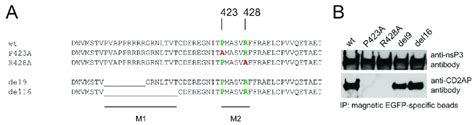 Mapping Of Cd2ap Binding Site In Hvd Of Chikv Nsp3 A Sequences Of
