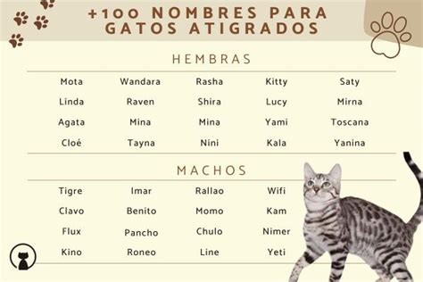 Nombres Para Gatos Atigrados Descubre Ideas Originales Y Con My Xxx