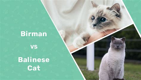 Birman Cat Vs Balinese Cat Whats The Difference With Pictures