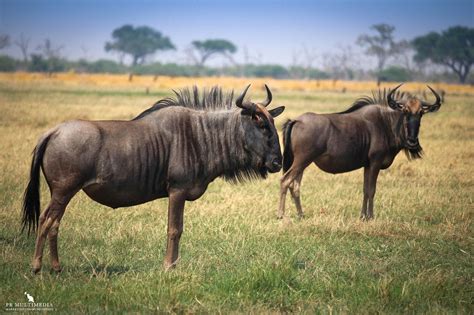 Wildebeest In The Savanna Wildebeest Out Of Africa Africa