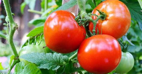 Ayurveda Initiative For Global Health Tomatoes Potatoes Chillies