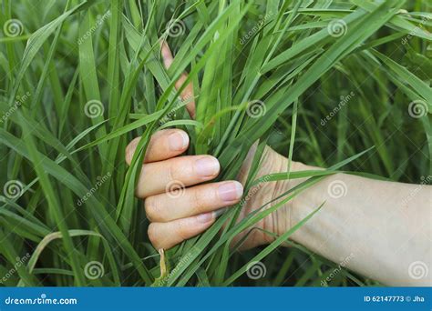 Hand Holding Grass Stock Image Image Of Hand Conceptual 62147773