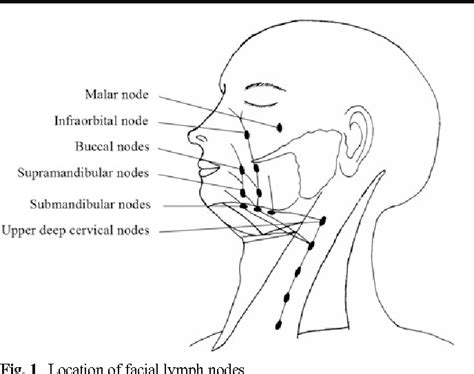Face Lymph Nodes Map Images