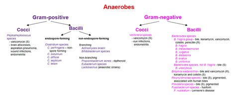 Micro Aerobic Vs Anaerobic Bacteria Iheartpathology