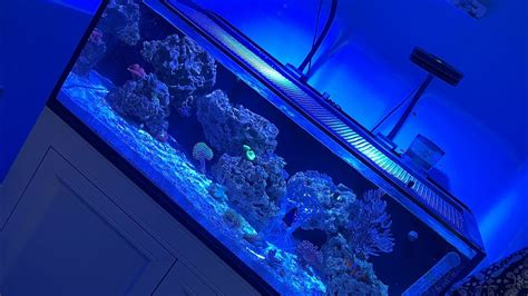 40 Gallon Reef Tank Update 🐠 Youtube