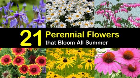 Small Flowering Plants That Bloom All Summer
