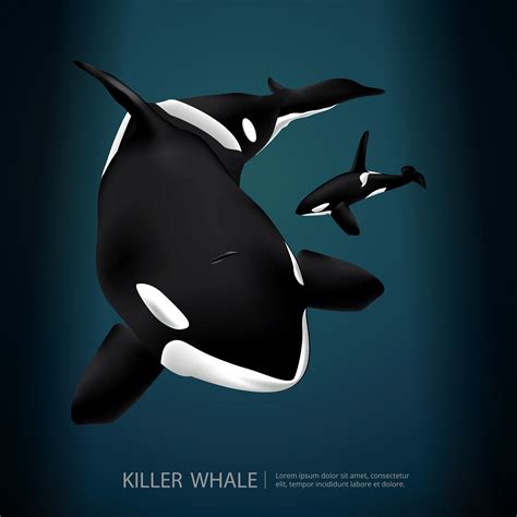 Killer Whale Under The Sea Vector Illustration 538216 Vector Art At