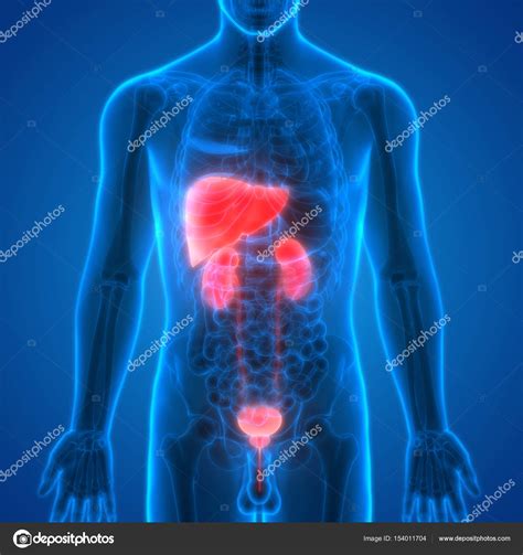 Anatomía Los Órganos Del Cuerpo Humano Hígado Con Riñones Fotografía