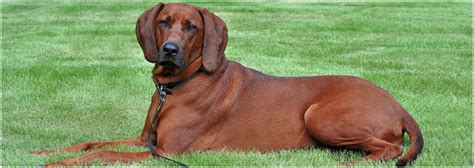Everything About Your Redbone Coonhound Luv My Dogs