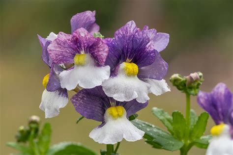 Nemesia Plant Care And Growing Guide