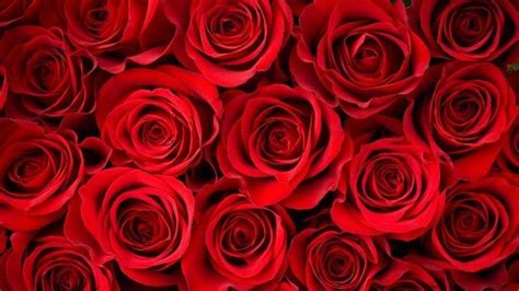 Lots Of Red Roses Wallpapers Wallpaper Cave