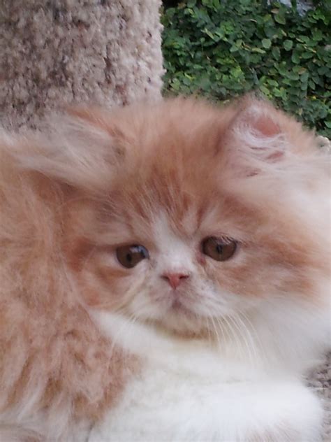 Red And White Persian Male Kitten Sold Liz Top Cat