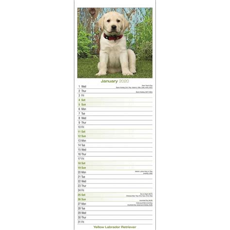 Yellow Labrador Retriever 2020 Slim Calendar 105233