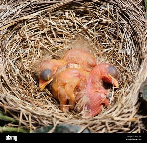 Baby Birds Hatching