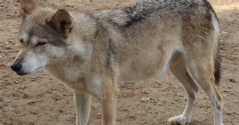Abes Animals 2 Critically Endangered Wolves Of Egypt