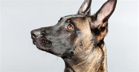 Belgian Malinois Dog Breed Information And Characteristics