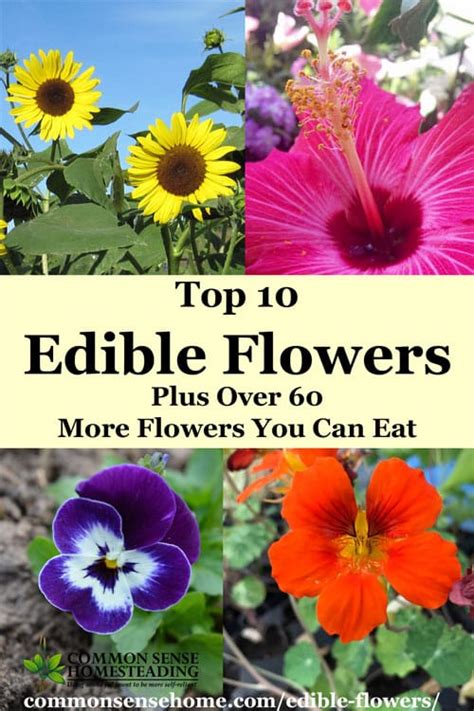 Washington, dc resident elizabeth lyttleton grows them in a pot on her porch experts say the safest way to eat edible flowers is to grow them yourself. Top 10 Edible Flowers Plus Over 60 More Flowers You Can Eat
