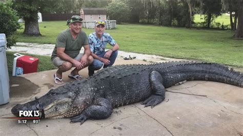after two hour battle 13 foot alligator hauled away youtube