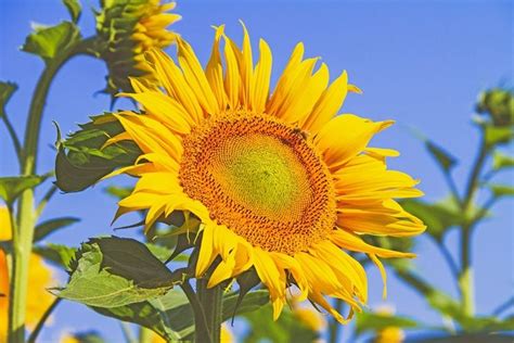 Bunga matahari memiliki batang yang penuh bulu halus, bentuk bulat, tebal dan kuat. 5 Arti dan Filosofi Bunga Matahari Yang Indah