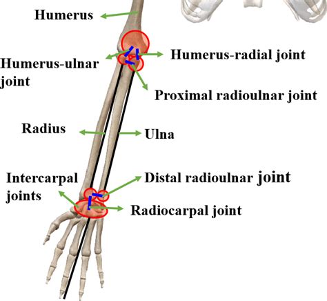 Anatomical Structure Of The Elbow Complex And The Wrist Joint Download Scientific Diagram