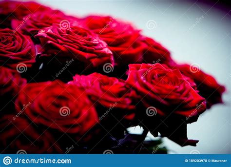 Details Of A Bunch Of Red Roses Stock Photo Image Of Nederland