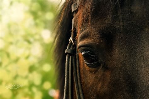Horse Eye On A Blurred Green Background By Olgasalt On 500px Green