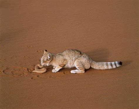 Sand Cat Facts And Personality Cats In Care