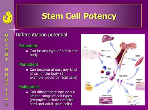 Ppt Cord Blood Stem Cells Powerpoint Presentation Free Download Id