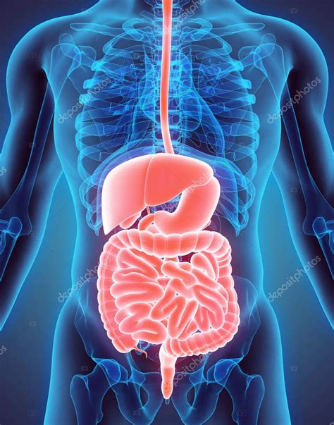 Sistema Digestivo Humano Anatomia Intestinal Pequena Fotos Imagens De