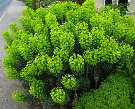Euphorbia Wulfenii Spurge Has Bright Lime Green Flowers In Early Spring