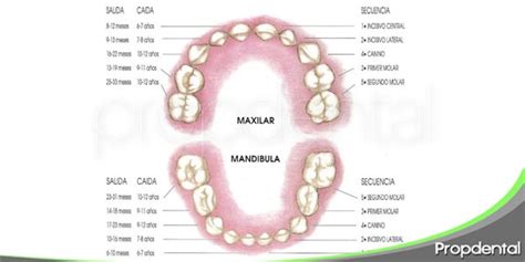Morfología De La Dentición Primaria