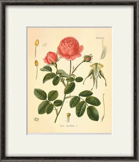 Pink Rose Art Print Antique Botanical Art By Victorianwallart
