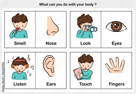 Five Senses Touch Taste Hearing Sight Smell Worksheet For Education Stock Vector