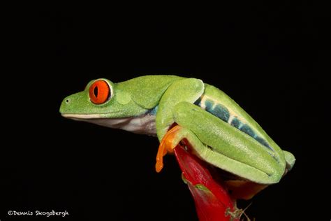 2616 Red Eyed Green Tree Frog Agalychnis Callidryas Native To The