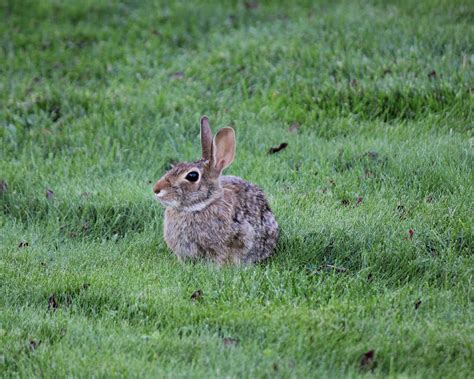 When i first got my rabbits, the guy who sold them to me said they would be dead in a week, in response to me saying i was doing to feed them rabbits have very little impact on the environment, they eat little, drink little and their manure needs not be composted before being used in the garden. Rabbits | Rabbit garden, Garden pests, Rabbit deterrent