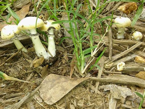 Natural Psilocybin Cubensisid Mushroom Hunting And Identification