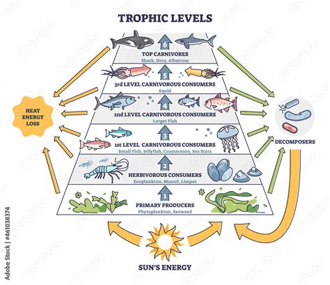 Ocean Ecosystem Food Web Diagram