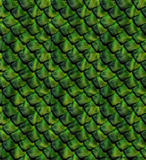 Reptile Scales Wallpaper Amazing Wallpapers