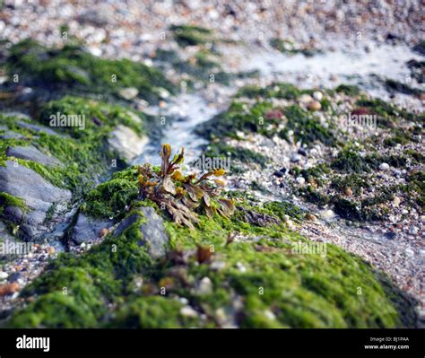 Seaweed On Rocks Stock Photo Alamy
