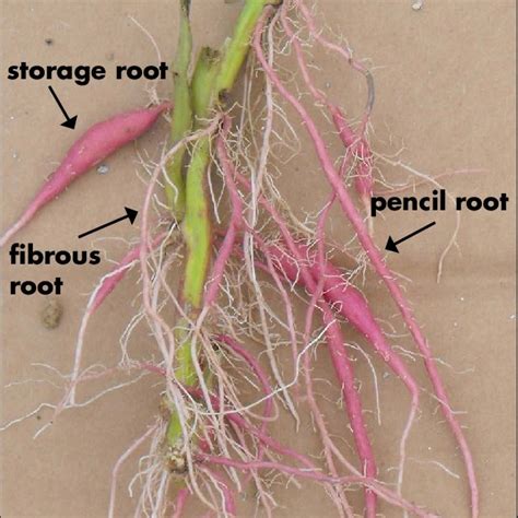 Sweet Potato Roots At Harvest Can Easily Be Identified As Either