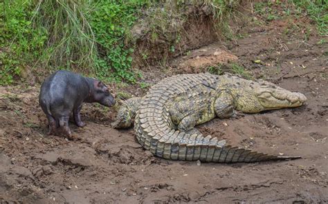 The Littlest Hippo And The Crocodile A True Story — Kathy Karn Photography