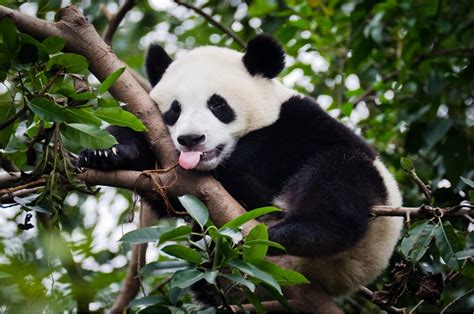 Pictures Of Pandas Habitat