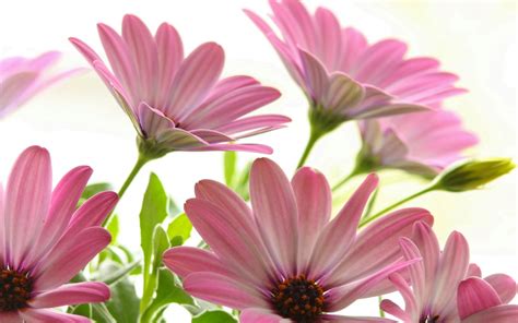 Pink Daisies Beautiful Flowers Desktop Backgrounds For