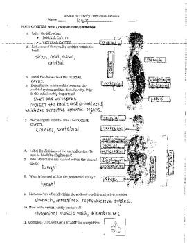 Body planes and anatomical directions worksheet answers