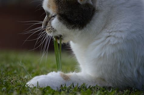 Why Is My Cat Eating Grass The Literate Cat