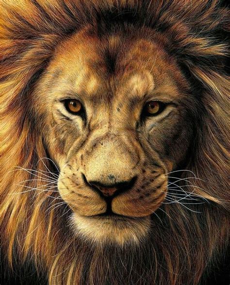 Realistic Lion Drawing Lion Face Drawing Realistic Pencil Drawings