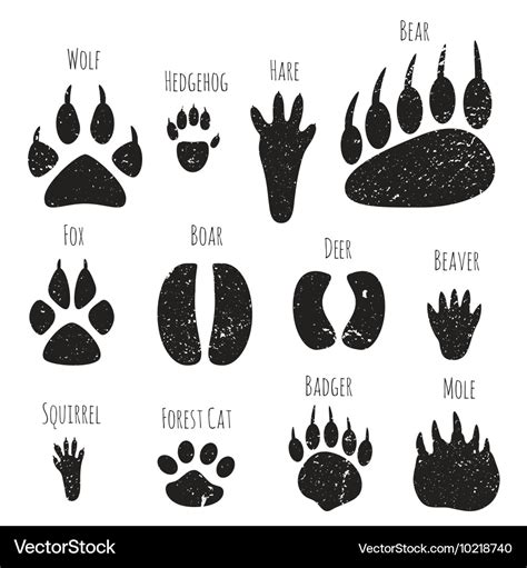 Set Of Forest Animals Footprints Royalty Free Vector Image