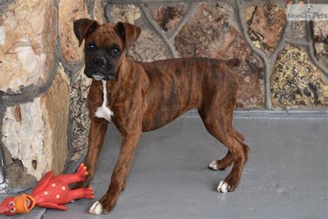 Find your new companion at nextdaypets.com. Brindle Boxer Puppies For Sale Near Me