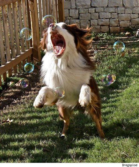 Dog Chasing Bubbles Dogs Dog Life American Dog