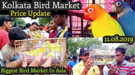 Kolkata Bird Market At Galiff Street Visit And Price Update The